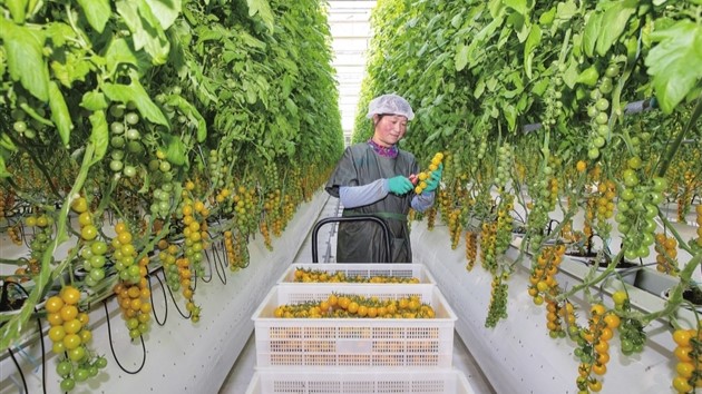 无土栽培有机番茄喜获丰收