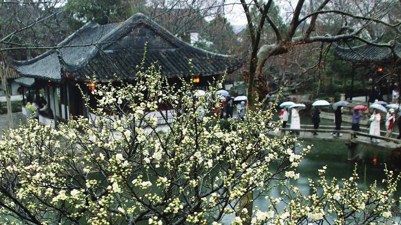 拙政园的绿梅吸引市民游客冒雨观赏