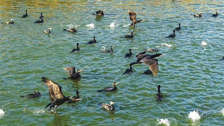 太湖七都 鸬鹚舞动生态画卷