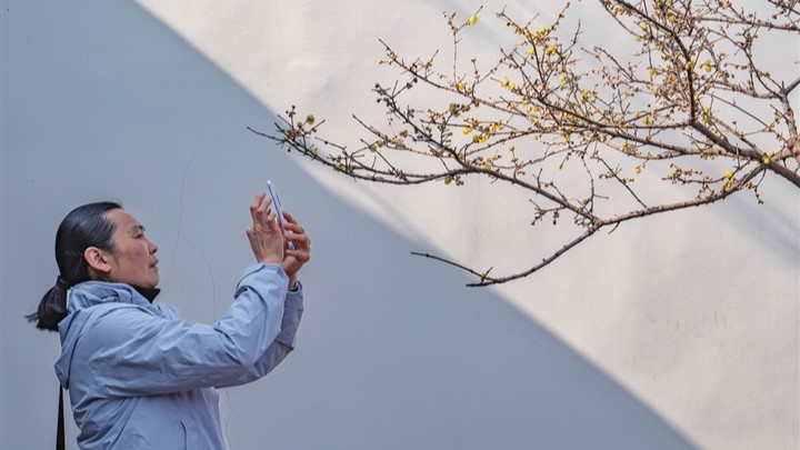 曲园的蜡梅花吸引游客观赏打卡