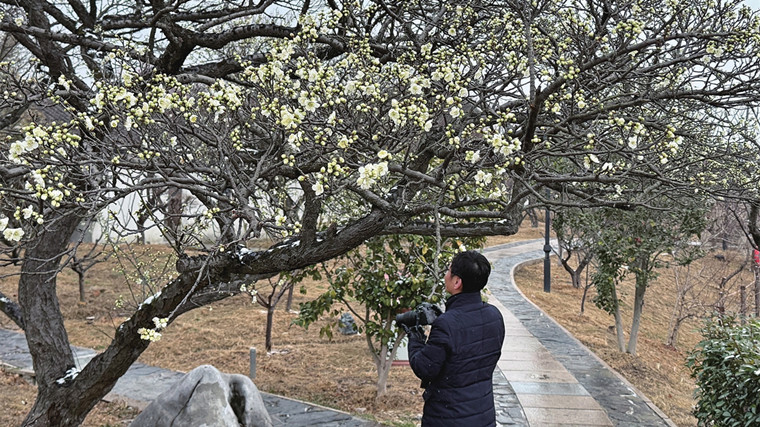 今冬花信早 林屋洞“梅王”初绽报春