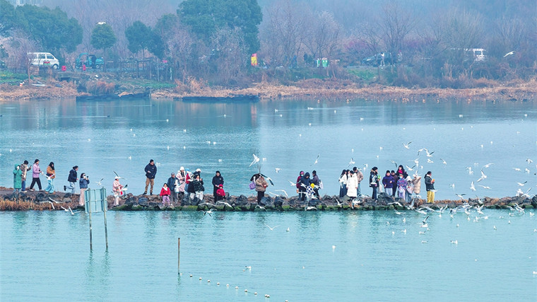 光福太湖红嘴鸥成景观 游客纷至沓来赏奇景