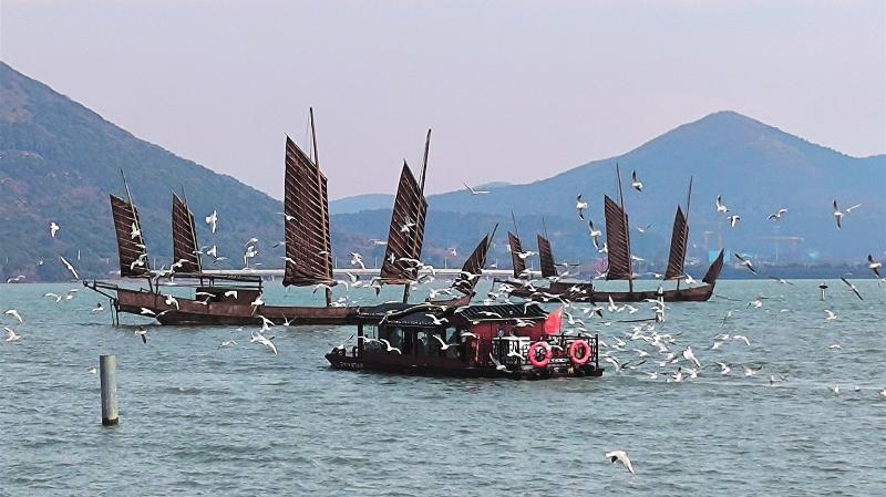 光福冲山村的红嘴鸥与人互动