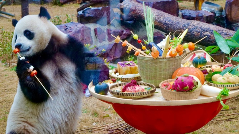熊猫“梦寻”“奥宝”在苏迎来首顿“年夜饭”
