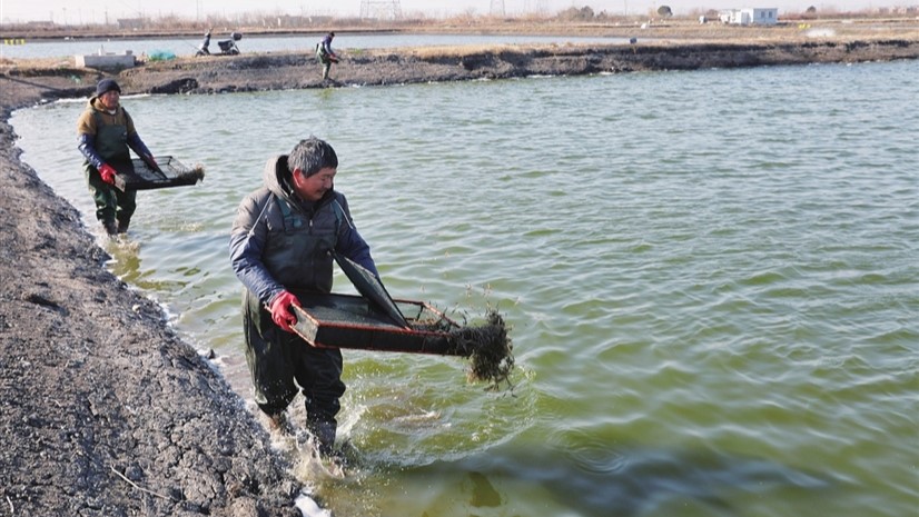 养殖户在水产养殖基地放养河虾虾苗