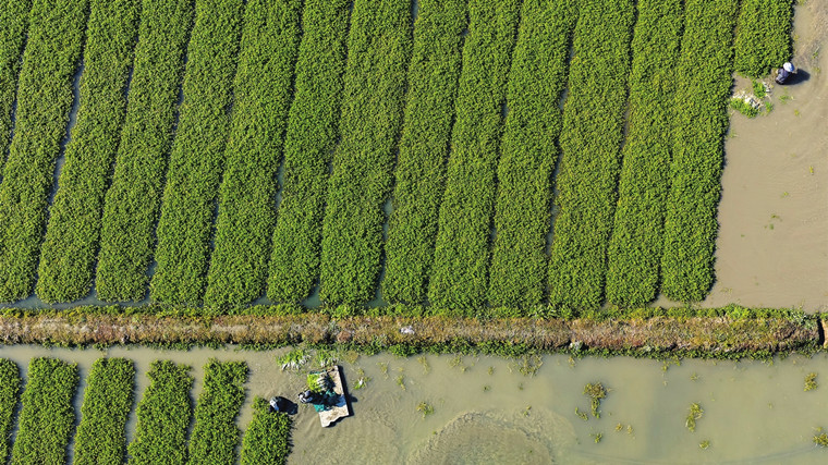 金浏水芹合作社 春早人勤采收时