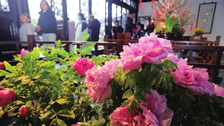 留园的盆栽牡丹吸引众多游客
