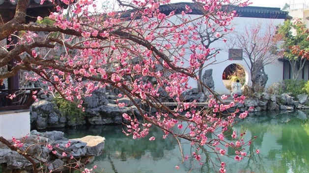 众多游客观赏艺圃红梅