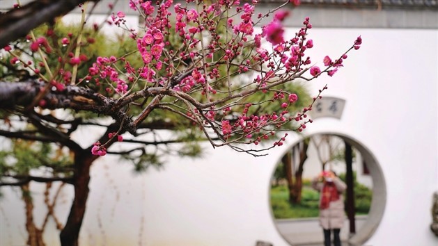 可园内绽放的红梅吸引游客前来打卡留影