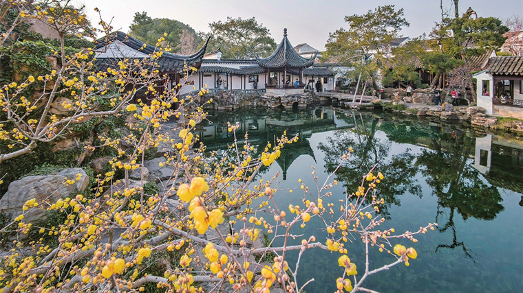 网师园内蜡梅傲立幽香袭人