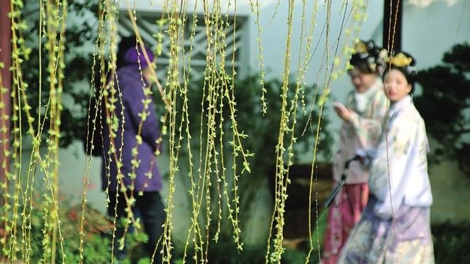 可园内垂柳吸引游客享美好春光