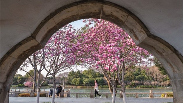 南园桥西公交站台的紫玉兰绽放