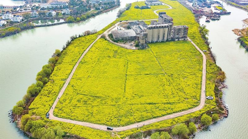 太湖西山乌峰顶油菜花绚烂绽放