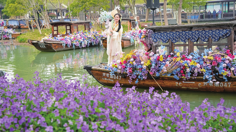 常熟沙家浜风景区湿地蓝花季昨启幕