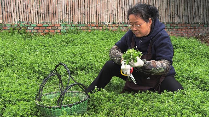 村民弯腰采摘野菜