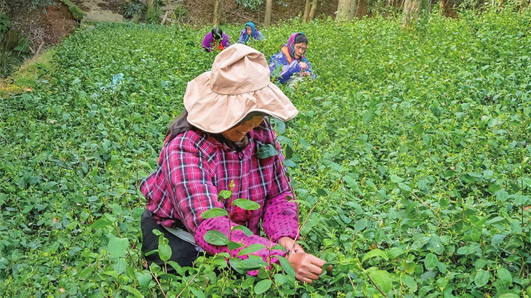 常熟虞山龙殿茶园迎来春茶采摘旺季