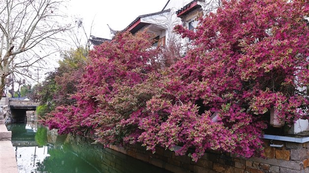 望星桥北堍红花檵木盛开