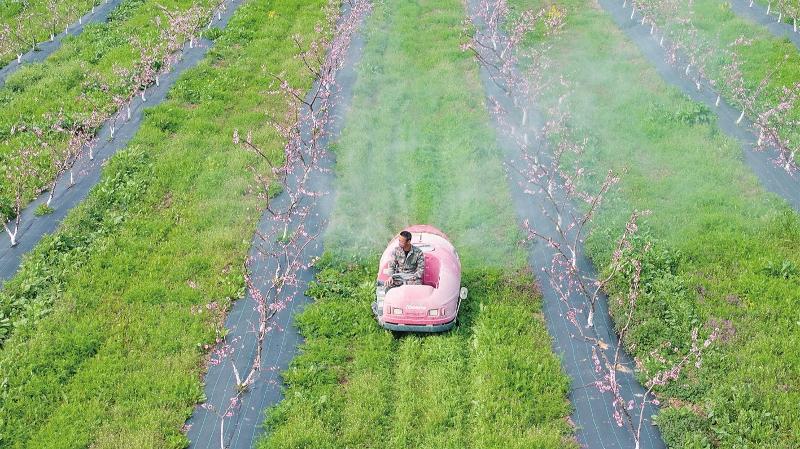 果农操作自走式喷雾机为桃树喷施药剂