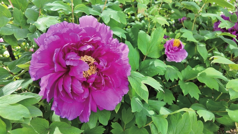 468岁“江南牡丹王”盛放常熟