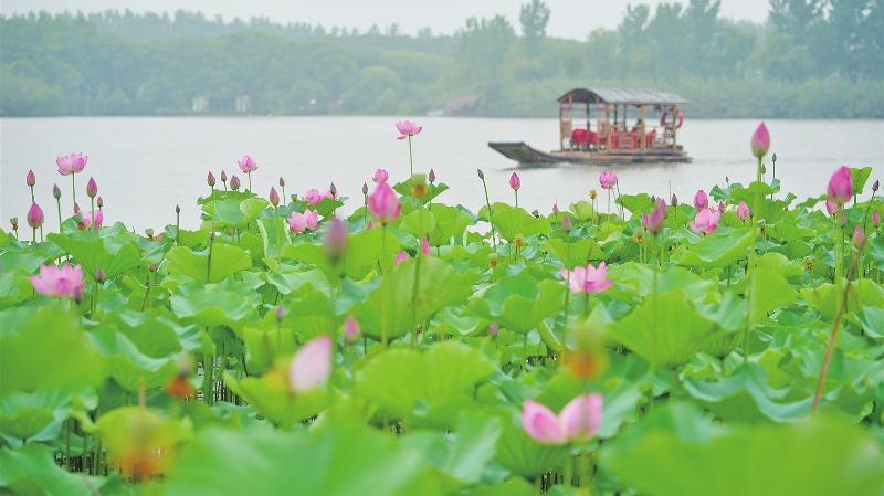 沙家浜风景区连片荷花引游客驻足观赏