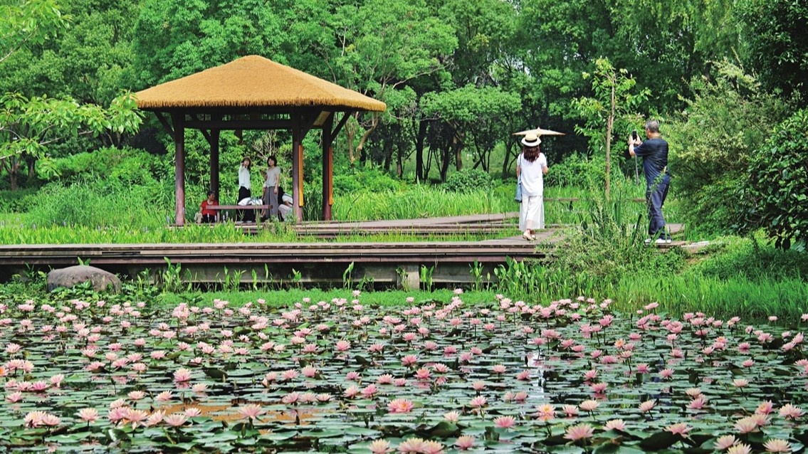虎丘湿地公园睡莲绽放