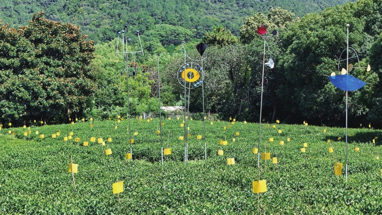 粘板捉虫 茶园
