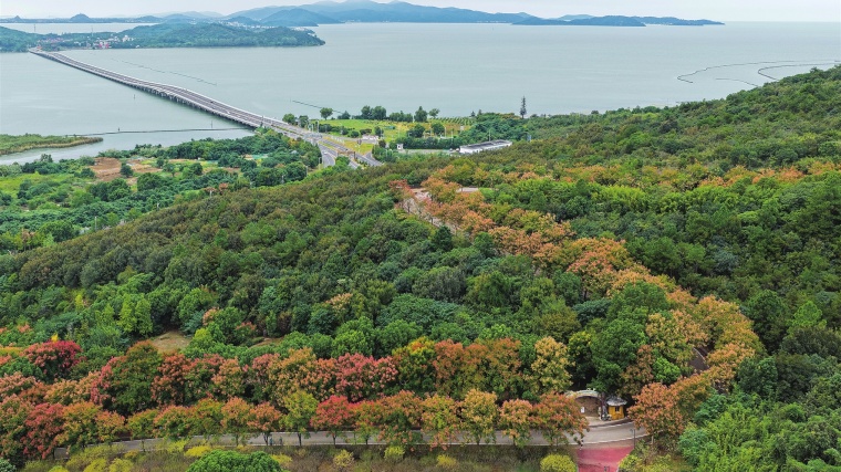 太湖渔洋山公路旁的栾树迎来最佳观赏期