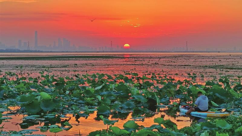 金色霞光洒向临湖镇太湖荷塘