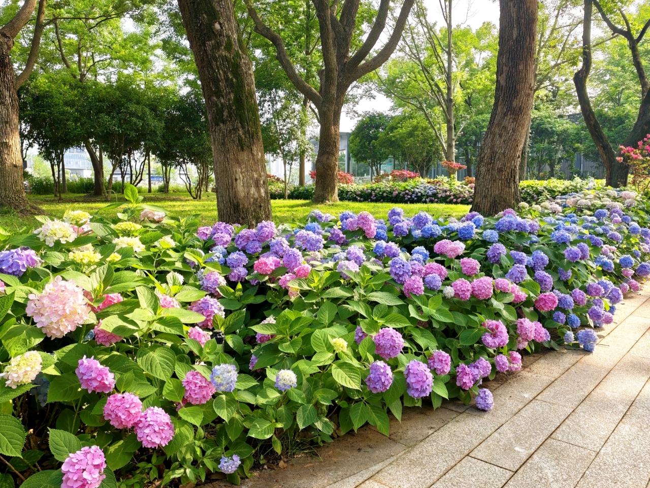 桐泾公园杜鹃园绣球花绚烂绽放 扮靓初夏游园景致